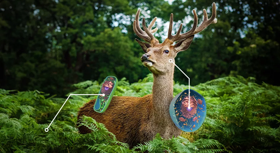 Порівнюємо клітини рослин і тварин