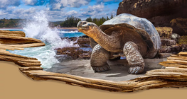 Найдовгоживучіші види