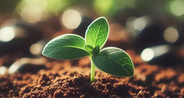 Стале сільське господарство