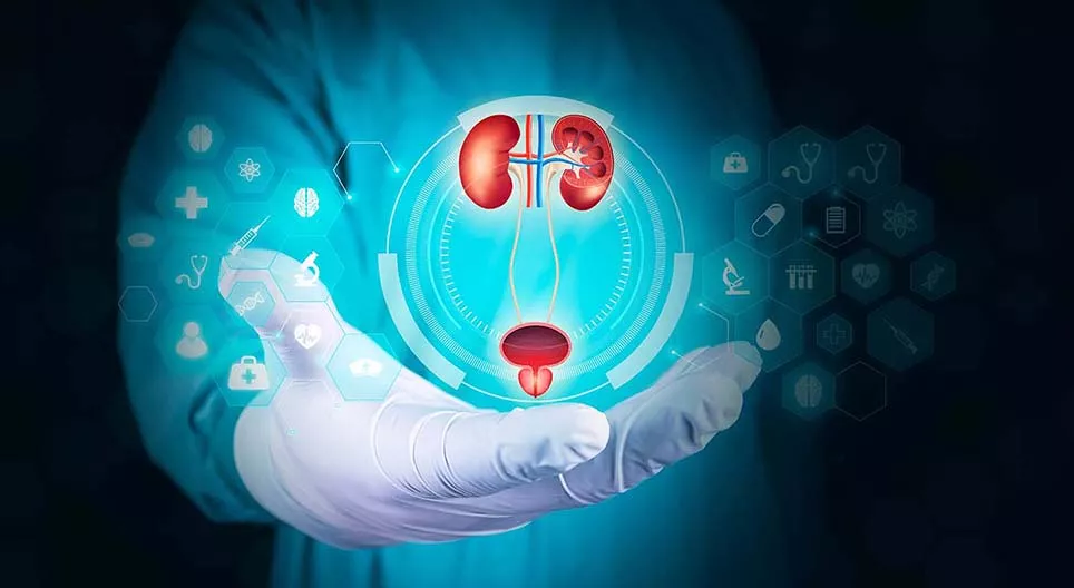 Сечовидільна система людини