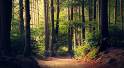 Чи всі ліси однакові?