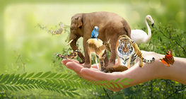 Споріднені види