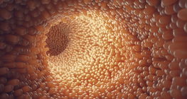 The digestive system