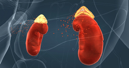 Endocrine system III