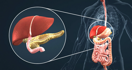 Endocrine system IV
