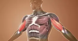 Functional anatomy, shoulder girdle, upper extremity