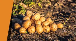 Картопляний оазис