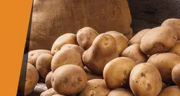 Картопляний каталізатор