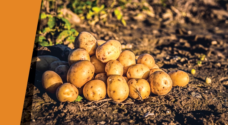 Картопляний оазис