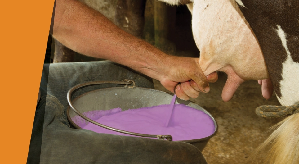 Фіолетове молоко