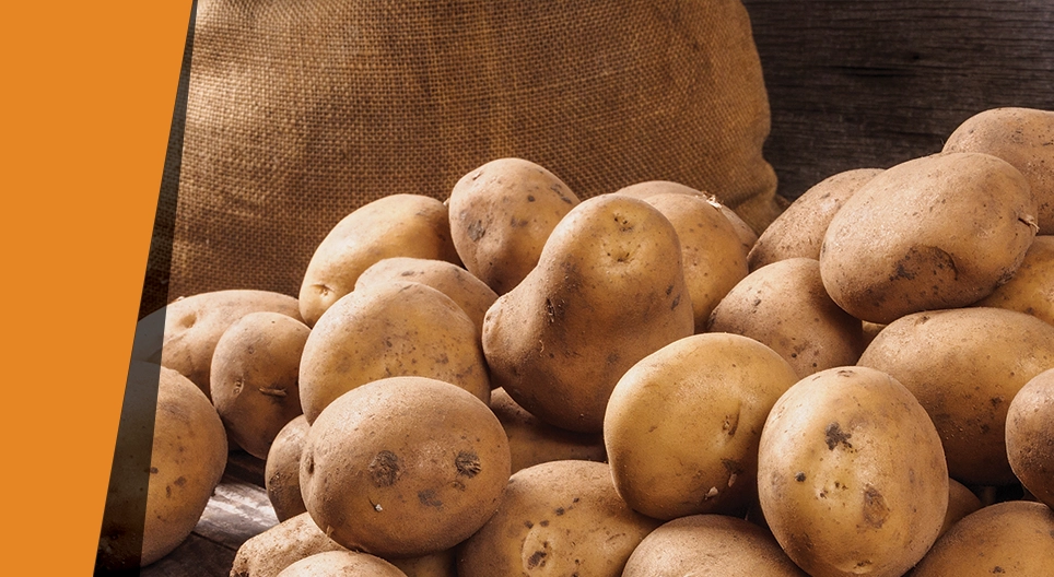 Картопляний каталізатор