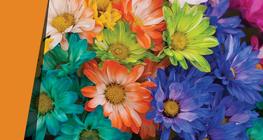 Пелюстки тисячі кольорів