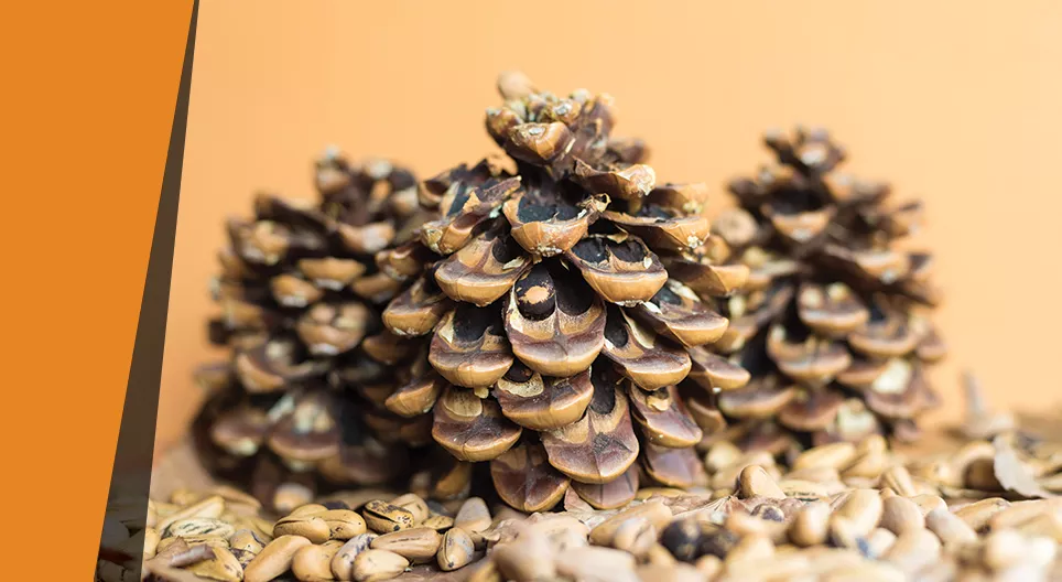 Гідрометр із соснової шишки