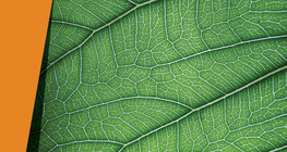 Зняття шкірки з листя