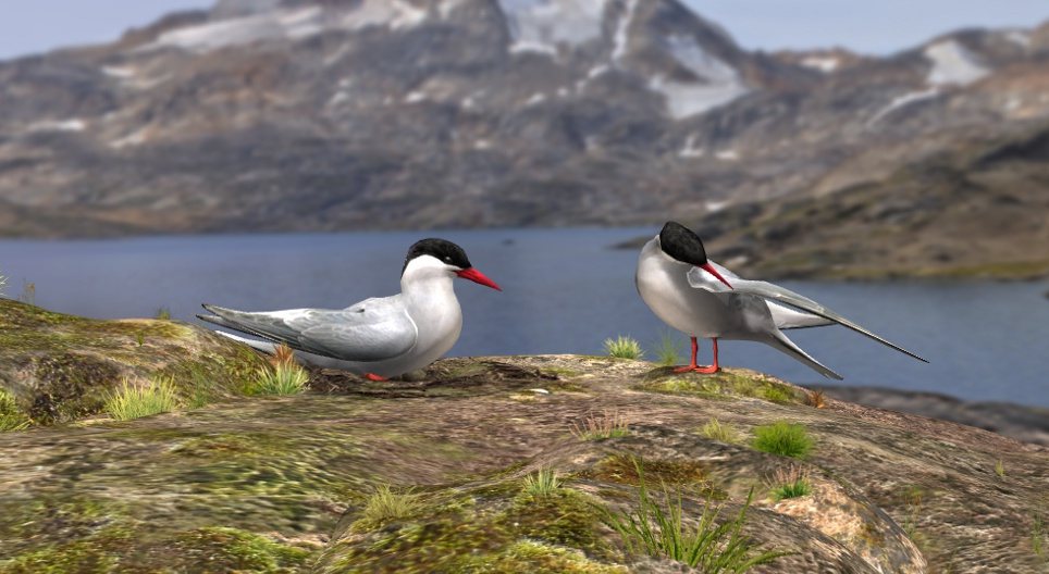 Полярний крячок