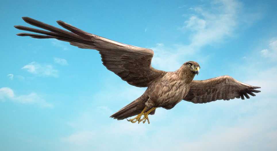 Лунь очеретяний