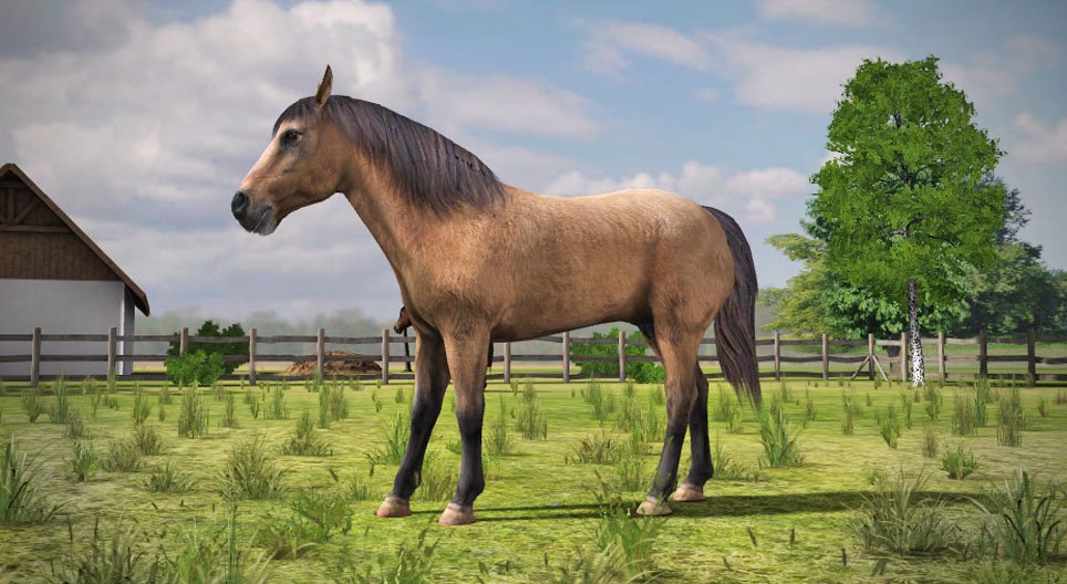 Кінь свійський