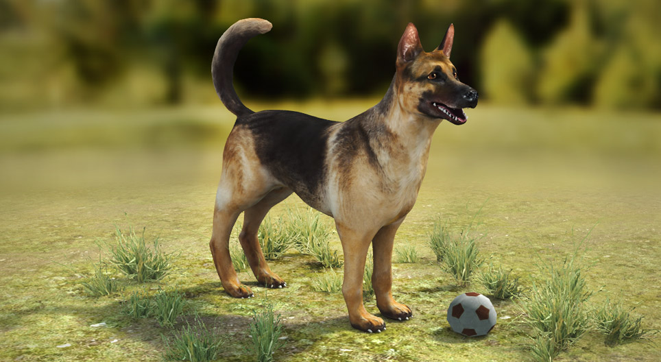 Свійський собака