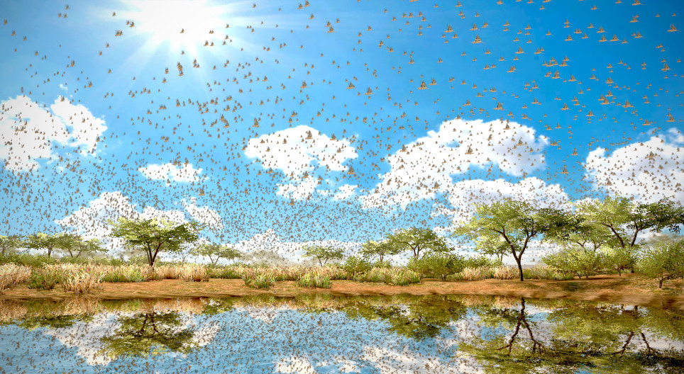 Migratory locust
