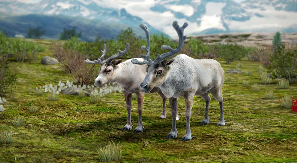 Північний олень