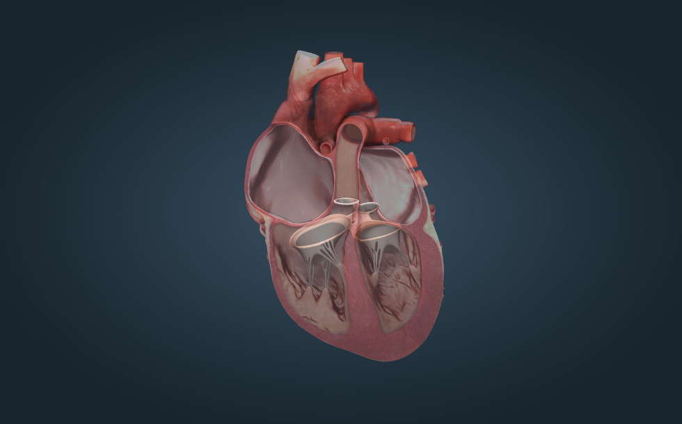 Анатомія серця - 3D-сцена - UA Цифрова освіта та навчання від Mozaik