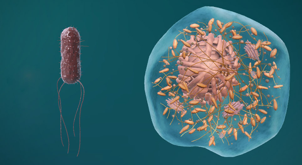 Будова прокаріотичних і еукаріотичних клітин