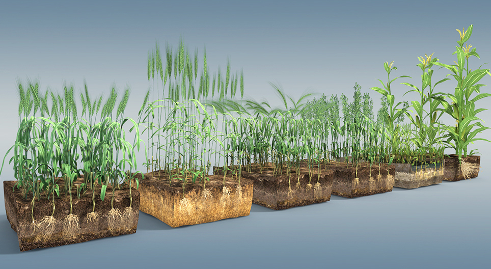 Зернові культури