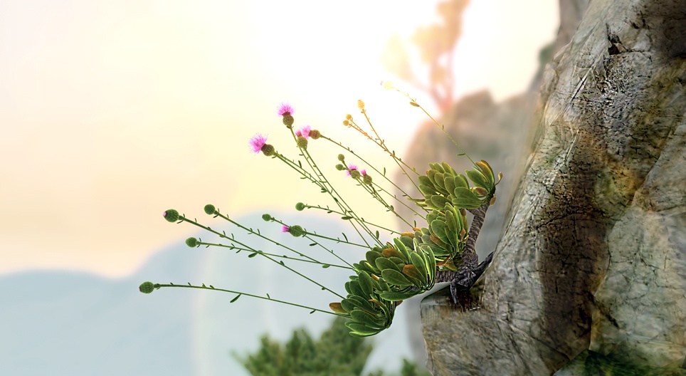 Каменеломка мальтійська