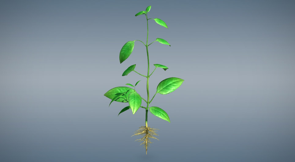 Вегетативні органи рослин