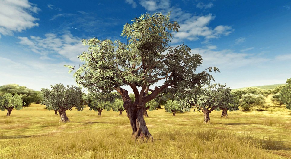 mozaik3D/BIO/noveny/olive/960.jpg