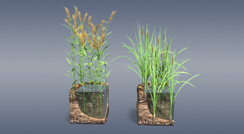 Очерет і рогіз