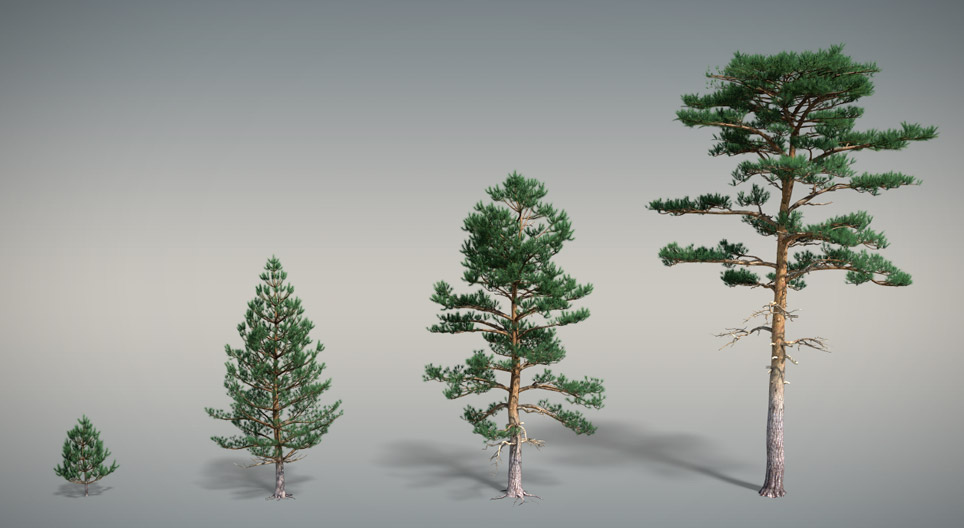 Сосна звичайна