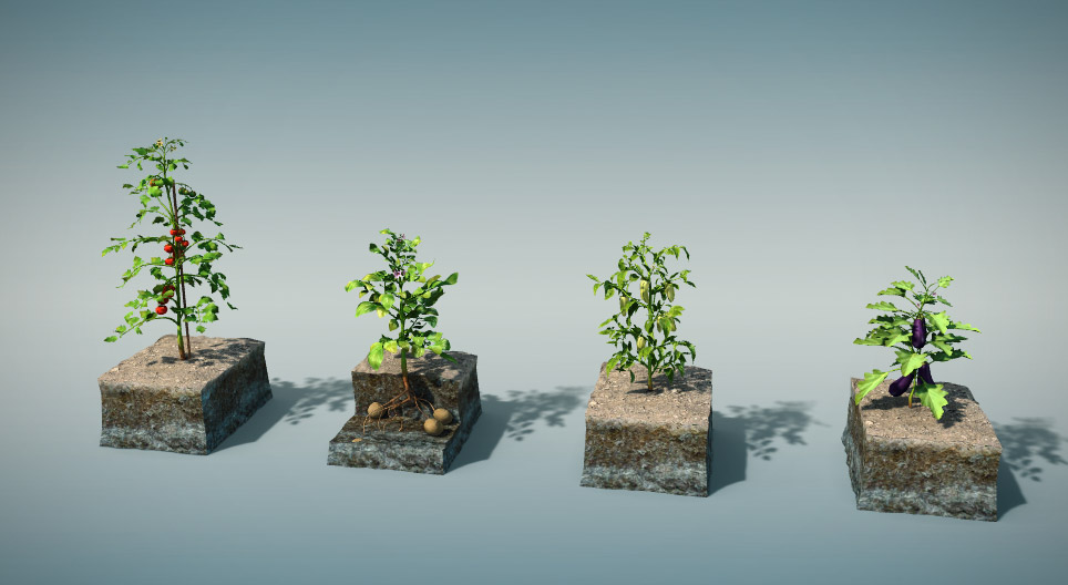 Їстівні пасльонові