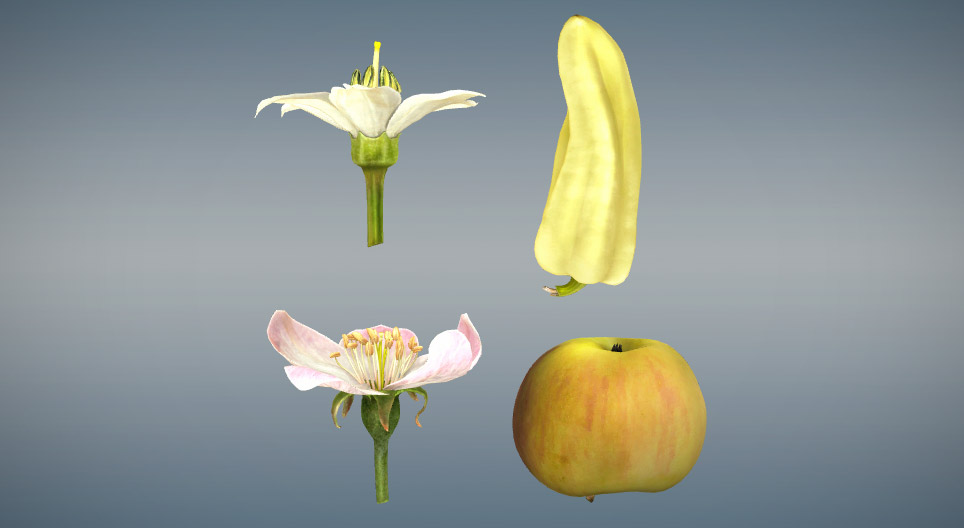 Порівняння справжніх і несправжніх плодів