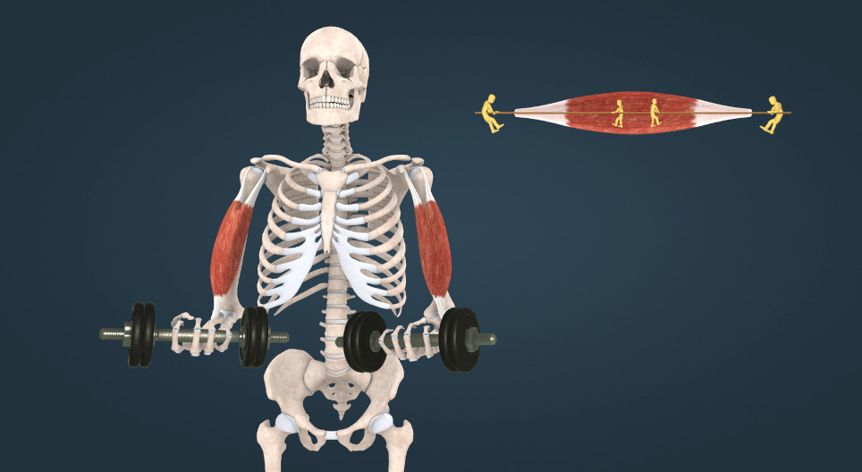 Types of Skeletal Muscle Contraction