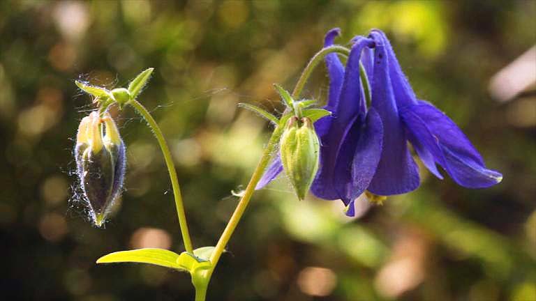 Освітні відео